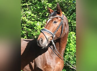 Oldenburgo, Caballo castrado, 4 años, 168 cm, Castaño