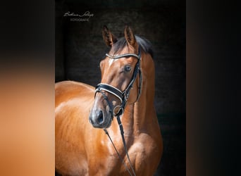 Oldenburgo, Caballo castrado, 4 años, 168 cm, Castaño