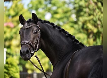 Oldenburgo, Caballo castrado, 4 años, 168 cm, Castaño