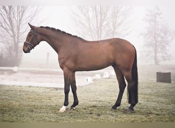 Oldenburgo, Caballo castrado, 4 años, 168 cm, Castaño