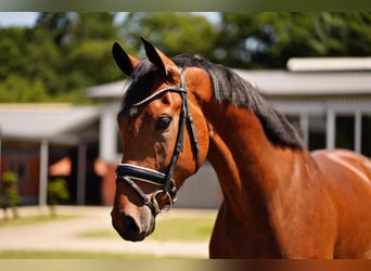 Oldenburgo, Caballo castrado, 4 años, 168 cm, Castaño
