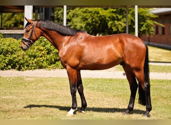 Oldenburgo, Caballo castrado, 4 años, 168 cm, Castaño