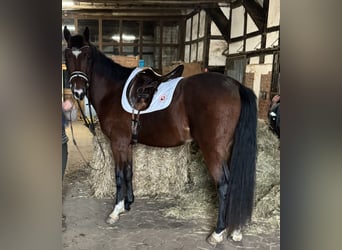 Oldenburgo, Caballo castrado, 4 años, 168 cm, Castaño