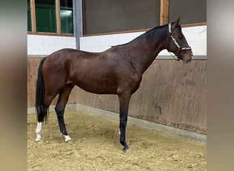 Oldenburgo, Caballo castrado, 4 años, 168 cm, Castaño