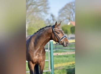 Oldenburgo, Caballo castrado, 4 años, 168 cm, Castaño
