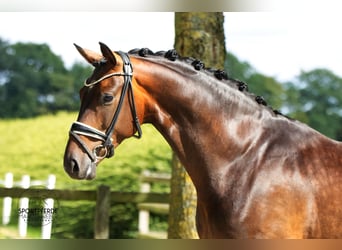 Oldenburgo, Caballo castrado, 4 años, 168 cm, Castaño