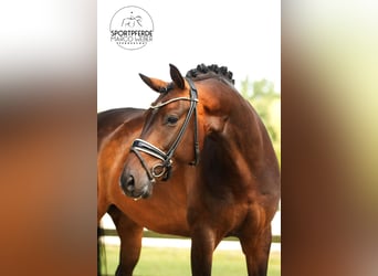 Oldenburgo, Caballo castrado, 4 años, 168 cm, Castaño
