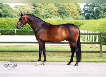 Oldenburgo, Caballo castrado, 4 años, 168 cm, Castaño