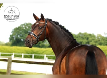 Oldenburgo, Caballo castrado, 4 años, 168 cm, Castaño