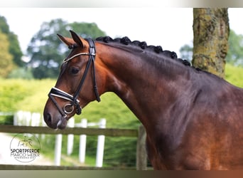 Oldenburgo, Caballo castrado, 4 años, 168 cm, Castaño