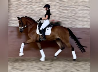 Oldenburgo, Caballo castrado, 4 años, 168 cm, Castaño