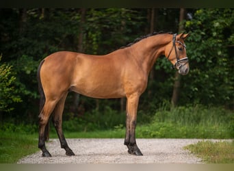 Oldenburgo, Caballo castrado, 4 años, 168 cm, Castaño