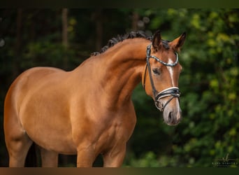 Oldenburgo, Caballo castrado, 4 años, 168 cm, Castaño