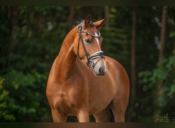 Oldenburgo, Caballo castrado, 4 años, 168 cm, Castaño