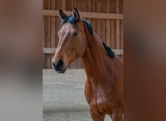 Oldenburgo, Caballo castrado, 4 años, 168 cm, Castaño