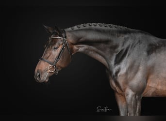 Oldenburgo, Caballo castrado, 4 años, 168 cm, Castaño