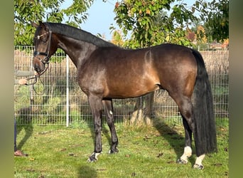 Oldenburgo, Caballo castrado, 4 años, 168 cm, Castaño oscuro