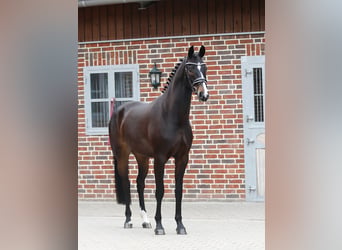 Oldenburgo, Caballo castrado, 4 años, 168 cm, Castaño oscuro