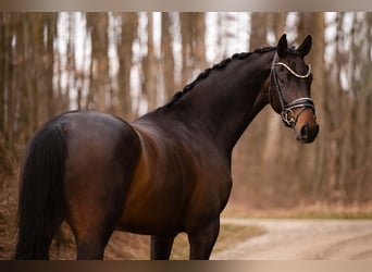 Oldenburgo, Caballo castrado, 4 años, 168 cm, Castaño oscuro