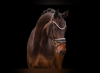 Oldenburgo, Caballo castrado, 4 años, 168 cm, Castaño oscuro