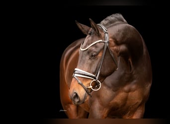 Oldenburgo, Caballo castrado, 4 años, 168 cm, Castaño oscuro
