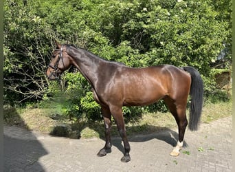 Oldenburgo, Caballo castrado, 4 años, 168 cm, Castaño oscuro