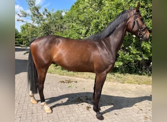 Oldenburgo, Caballo castrado, 4 años, 168 cm, Castaño oscuro