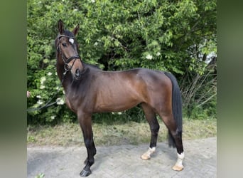 Oldenburgo, Caballo castrado, 4 años, 168 cm, Castaño oscuro