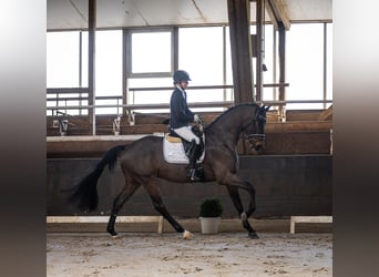 Oldenburgo, Caballo castrado, 4 años, 168 cm, Morcillo
