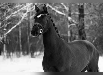 Oldenburgo, Caballo castrado, 4 años, 168 cm, Negro