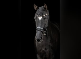 Oldenburgo, Caballo castrado, 4 años, 168 cm, Negro