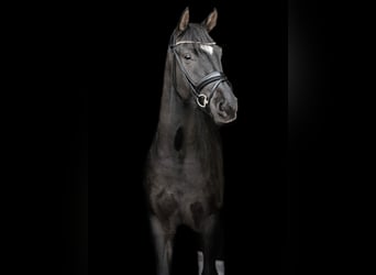 Oldenburgo, Caballo castrado, 4 años, 168 cm, Negro