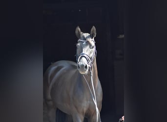 Oldenburgo, Caballo castrado, 4 años, 168 cm, Negro