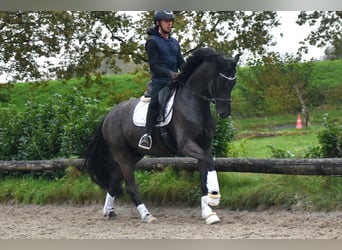 Oldenburgo, Caballo castrado, 4 años, 168 cm, Negro