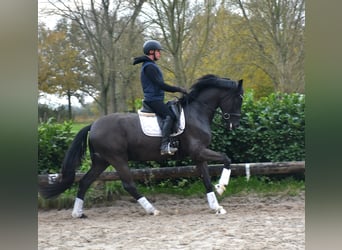 Oldenburgo, Caballo castrado, 4 años, 168 cm, Negro