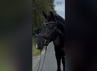 Oldenburgo, Caballo castrado, 4 años, 168 cm, Negro