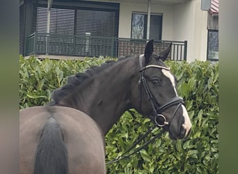 Oldenburgo, Caballo castrado, 4 años, 168 cm, Negro