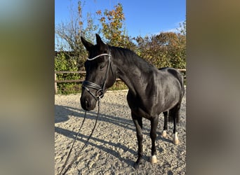 Oldenburgo, Caballo castrado, 4 años, 168 cm, Negro