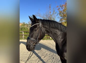 Oldenburgo, Caballo castrado, 4 años, 168 cm, Negro