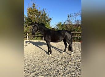 Oldenburgo, Caballo castrado, 4 años, 168 cm, Negro