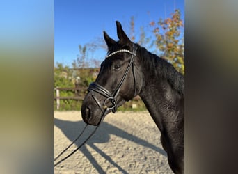 Oldenburgo, Caballo castrado, 4 años, 168 cm, Negro