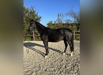 Oldenburgo, Caballo castrado, 4 años, 168 cm, Negro