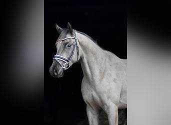 Oldenburgo, Caballo castrado, 4 años, 168 cm, Negro