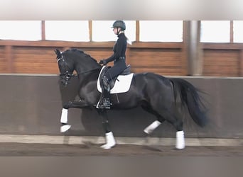 Oldenburgo, Caballo castrado, 4 años, 168 cm, Negro