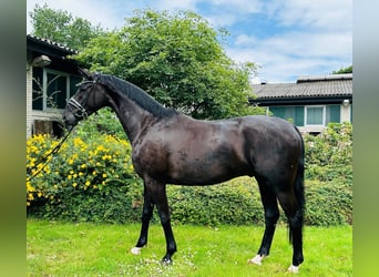 Oldenburgo, Caballo castrado, 4 años, 168 cm, Negro