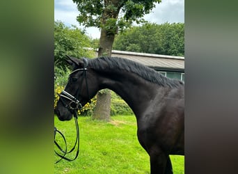 Oldenburgo, Caballo castrado, 4 años, 168 cm, Negro