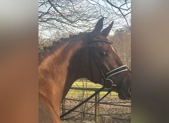 Oldenburgo, Caballo castrado, 4 años, 169 cm, Alazán
