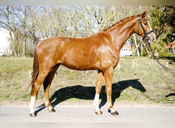 Oldenburgo, Caballo castrado, 4 años, 169 cm, Alazán