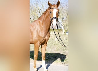 Oldenburgo, Caballo castrado, 4 años, 169 cm, Alazán