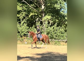 Oldenburgo, Caballo castrado, 4 años, 169 cm, Alazán-tostado